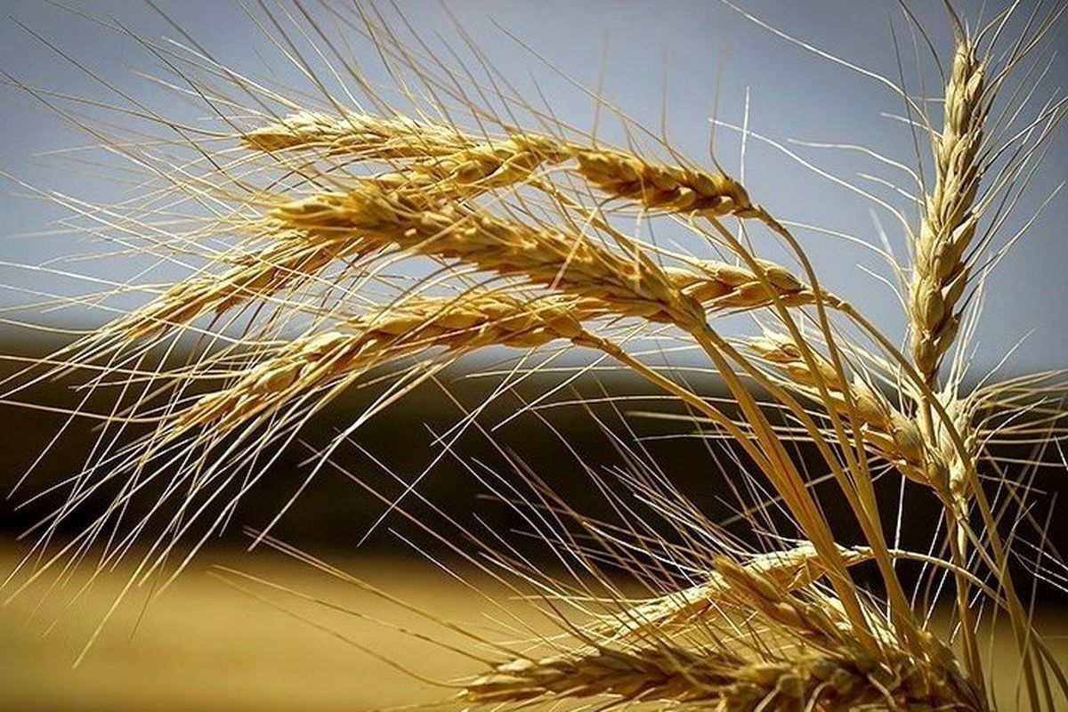 دستاورد| تولید ارقام گندم مقاوم به خشکی برای دیمزارها